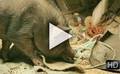 Trailer van de film When pigs have wings
