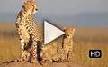 Trailer van de film African Cats
