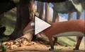 Extrait du film Le Gruffalo