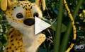 Bande-annonce du film Sur la piste du Marsupilami