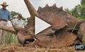 Bande-annonce du film Jurassic Park 3D