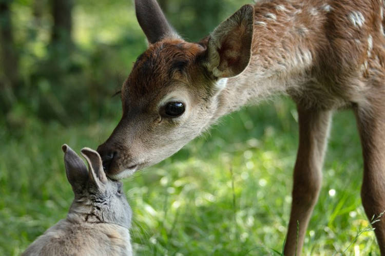 Bande-annonce du film Bambi, l'histoire d’une vie dans les bois