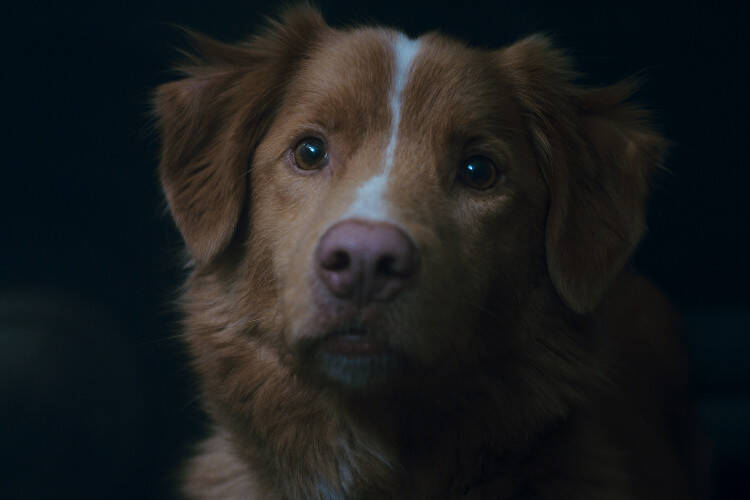 














































    
    
    
    
        
    
    
        
    










    Bande-annonce du film Good Boy


