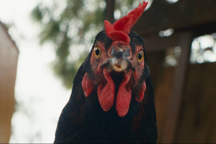 














































    
    
    
    
        
    
    
        
    










    Bande-annonce du film Cocotte / Hen


