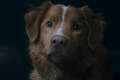 














































    
    
    
    
    
        
    










    Bande-annonce du film Good Boy



