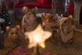 














































    
    
    
    
    
        
    










    Bande-annonce du film Panique à Noël



