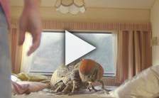 Bande-annonce du film Mandibules